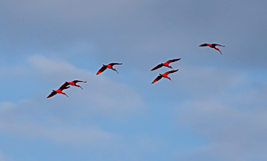 Scarlet Ibis in the Caroni Swamp